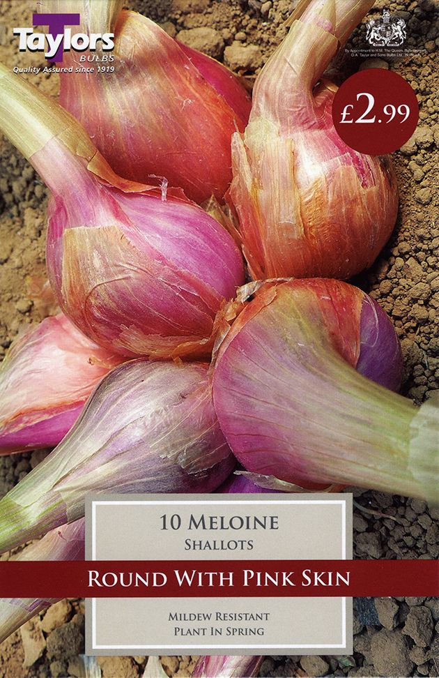 Best time to plant shallots uk Idea